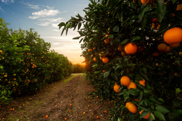 exportação suco Brasil